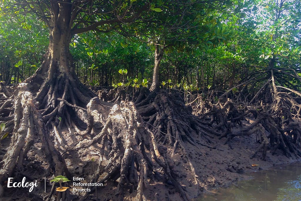 An image of trees with big roots